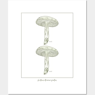 Minimalist Mushroom Posters and Art